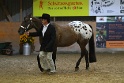 18_ApHC Most Colorful at Halter